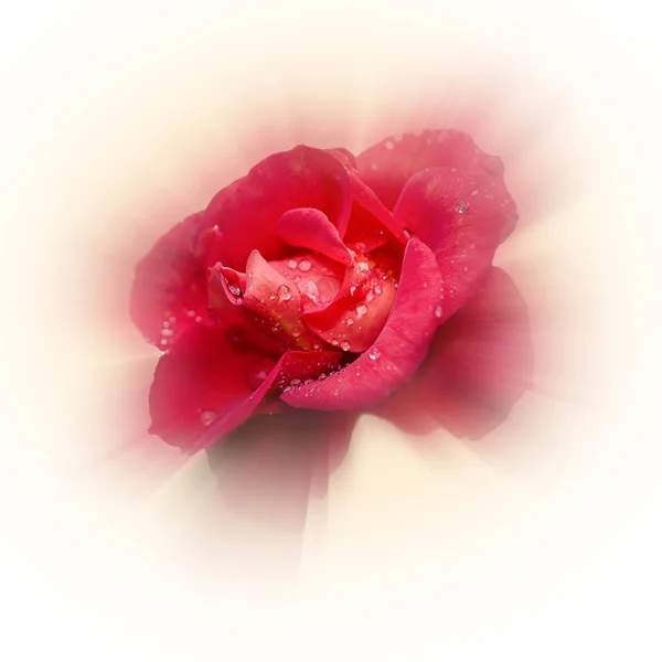 Κόκκινο Τριαντάφυλλο Σταγόνες — Φωτογραφία Αρχείου