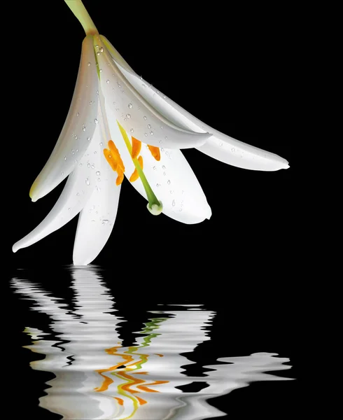 Flor Lilly Blanca Con Reflejo —  Fotos de Stock