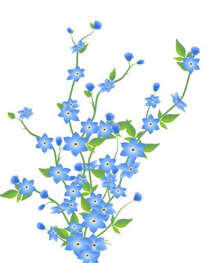 Mavi çiçekler beyaz bir arkaplanda izole edilmiş. 