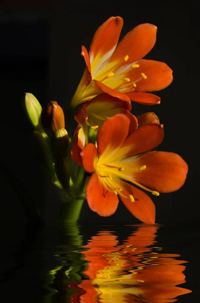 Kwiat Clivia Czarnym Tle Reflektonem — Zdjęcie stockowe
