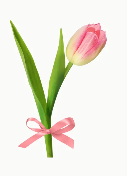 Pink Tulip Isolated White Background Ribbon — Stock Photo, Image