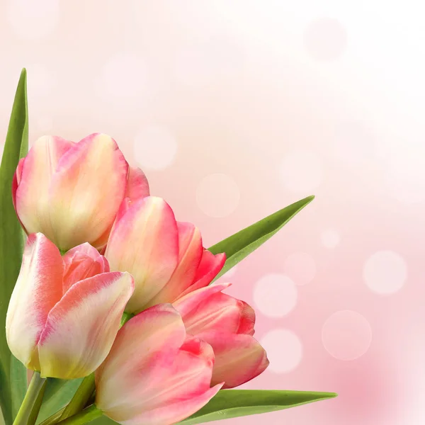 Rózsaszín Tulipán Virágok Elszigetelt Gyönyörű Háttér — Stock Fotó