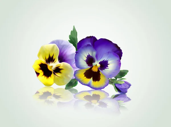 Beatiful Violets Flowers Reflection — Stock Photo, Image