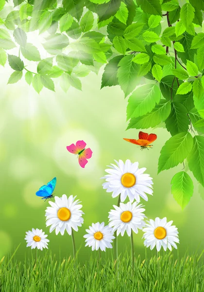 Spring Meadow Grass Daisies Butterflies — Stock Photo, Image