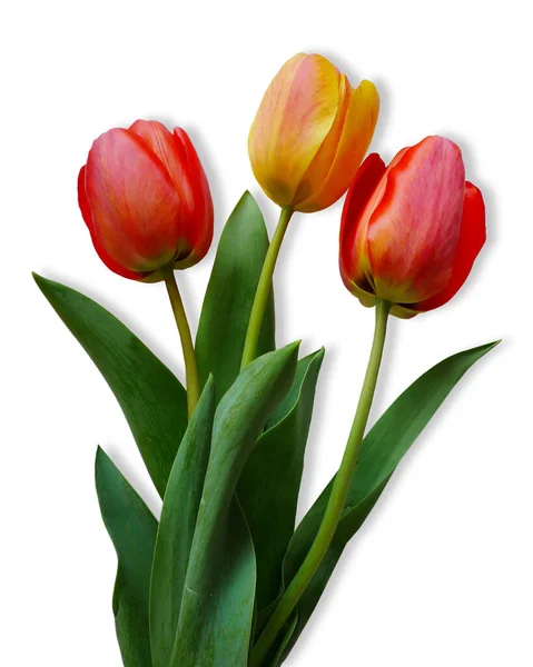 Red Tulips White Background — Stock Photo, Image