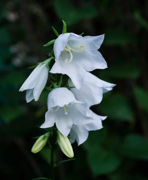 White Campanula Flower Nature Green Backround — Stock Photo, Image