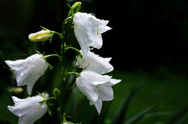 White Campanula Flower Covered Rain Drops — Stock Photo, Image