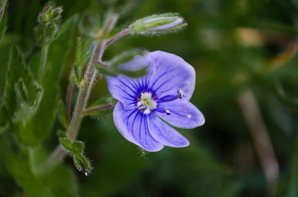 Speedwell Είναι Υπαίθρια Στον Κήπο — Φωτογραφία Αρχείου