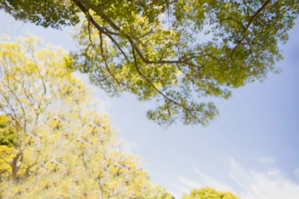 Blue sky with branches tree — Stock Photo, Image