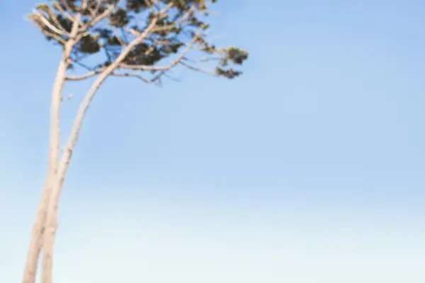 Ciel bleu avec des branches arbre — Photo