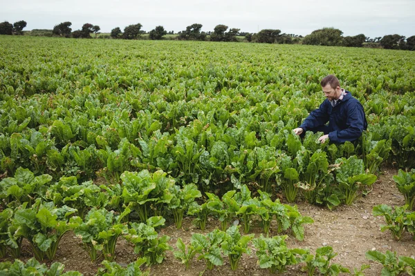Agricultor verificando suas culturas no campo — Fotografia de Stock