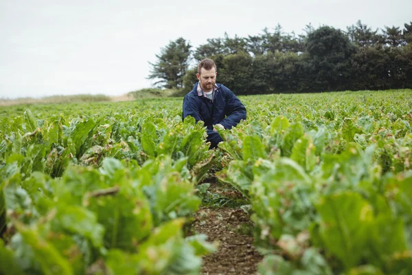 Agricultor revisando sus cultivos en el campo —  Fotos de Stock