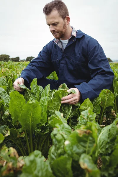 Boer zijn gewassen in het veld te controleren — Stockfoto