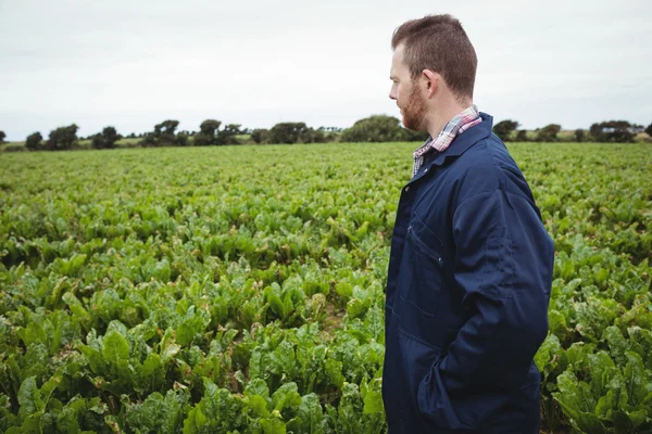 Agricultor verificando suas culturas no campo — Fotografia de Stock