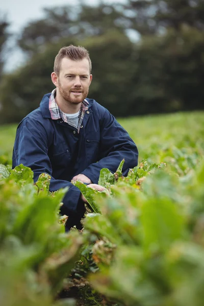 Agricoltore che controlla le sue colture in campo — Foto Stock