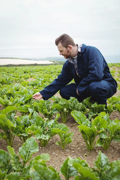 A gazda ellenőrzi a növények területén — Stock Fotó