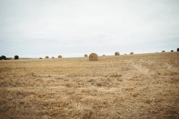 Campo colhido em um dia ensolarado — Fotografia de Stock