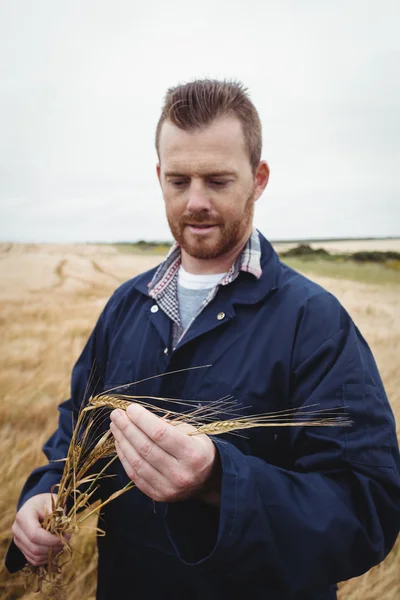 Agricultor revisando sus cultivos en el campo — Foto de Stock