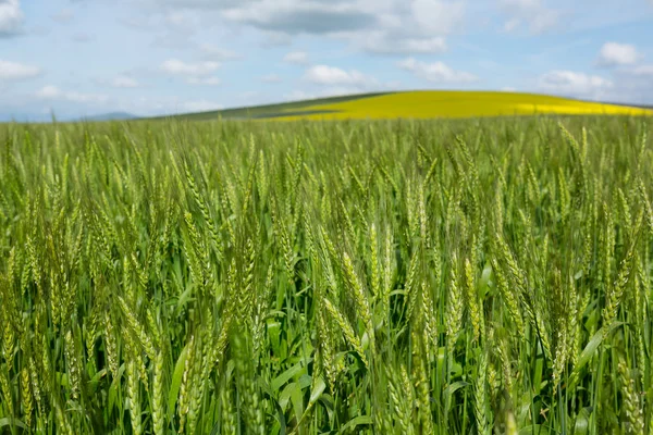 Blick auf schönes Weizenfeld — Stockfoto