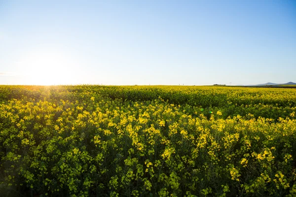 Mustár mezőt egy napsütéses napon — Stock Fotó