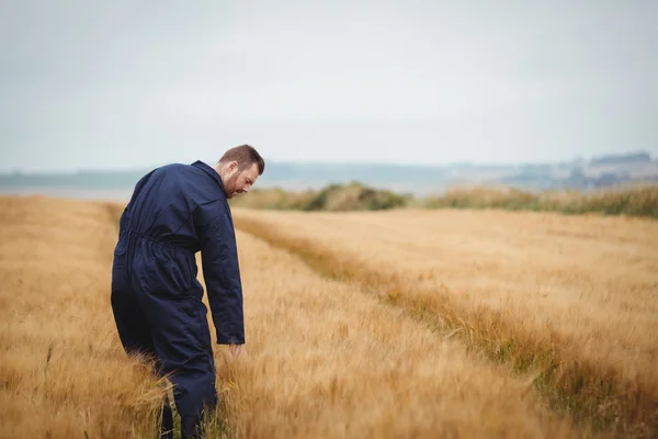 Agricultor verificando suas culturas — Fotografia de Stock