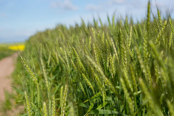 Vetefält en solig dag — Stockfoto