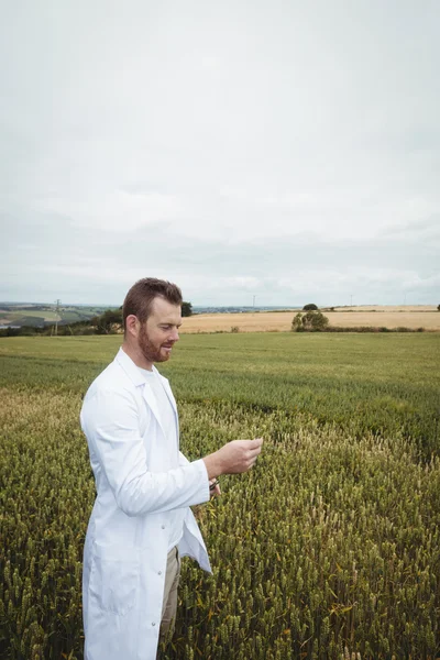 Agronomist checking the crops in the field — Stock Photo, Image