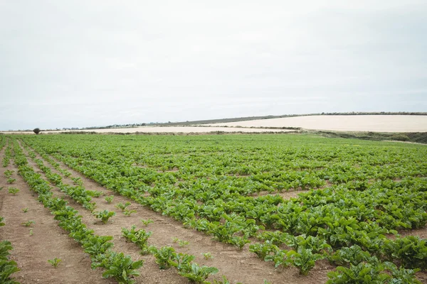 Plantação de reen no campo — Fotografia de Stock