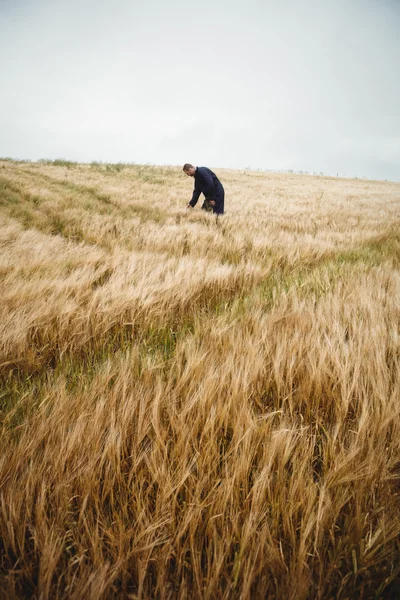 Landwirt überprüft seine Ernte auf dem Feld — Stockfoto