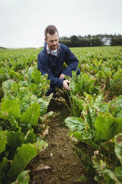 Farmář, kontrola jeho pěstování v poli — Stock fotografie