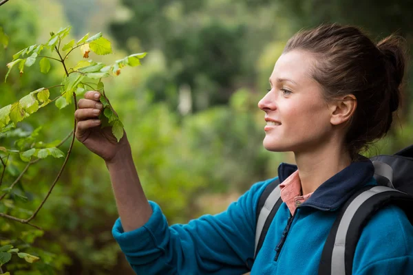 Female hiker holding a leaves — Stock Photo, Image