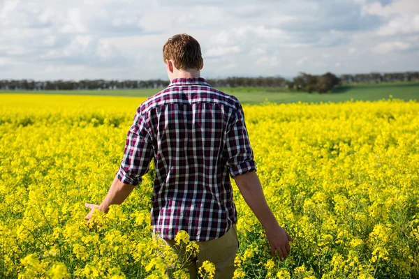 Homem andando no campo de mostarda — Fotografia de Stock