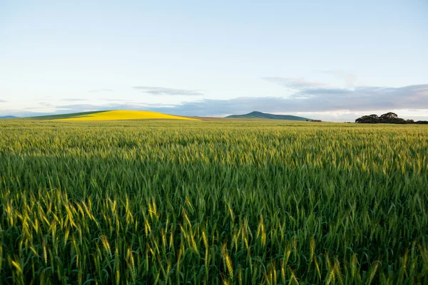 Vetefält en solig dag — Stockfoto