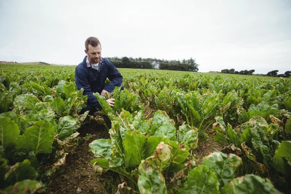 Agricultor verificando suas culturas no campo — Fotografia de Stock