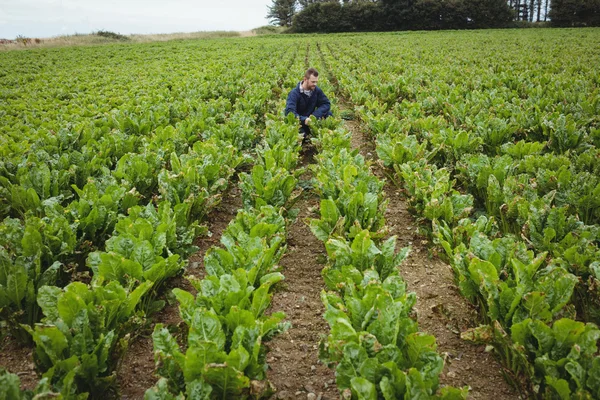 Agricultor verificando suas culturas no campo — Fotografia de Stock