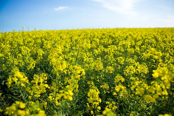 Campo de mostarda em um dia de sol — Fotografia de Stock