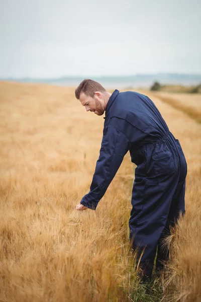 Agricultor revisando sus cultivos — Foto de Stock