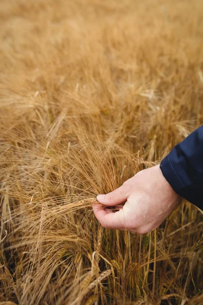 Close-up do agricultor a controlar as suas culturas — Fotografia de Stock