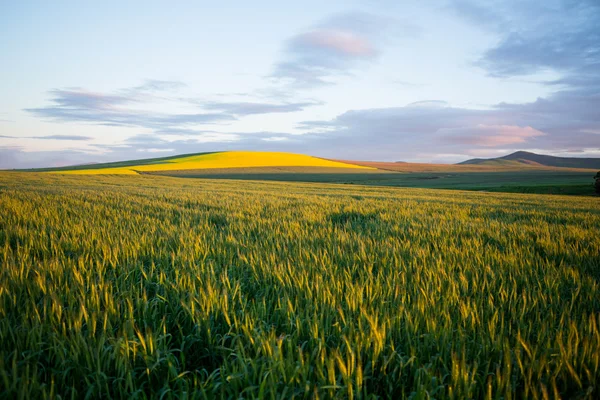 Vista del hermoso campo de trigo — Foto de Stock