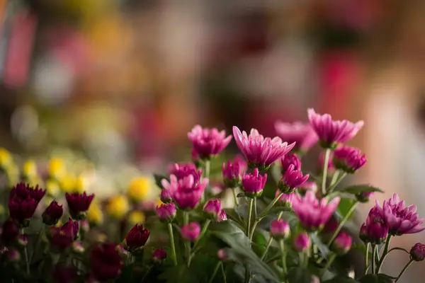 Virágok, virágüzlet — Stock Fotó