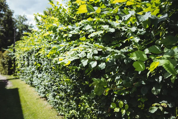 Green plants on sunny day — Stock Photo, Image