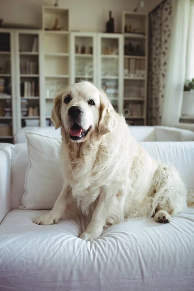 PET dog χαλαρώνοντας στον καναπέ — Φωτογραφία Αρχείου