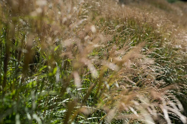 View of crop in the field — Stock Photo, Image