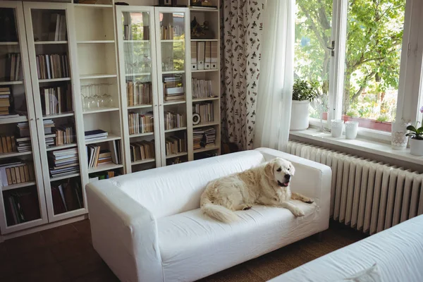 Mascotas perro relajante en un sofá — Foto de Stock