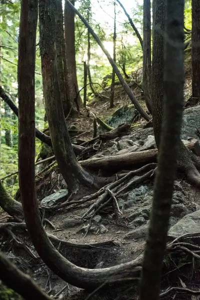 Kayalar kapsayan kökleri süpürme ile orman — Stok fotoğraf