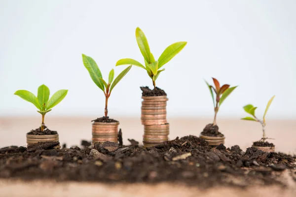 Planta crece de pila de monedas — Foto de Stock