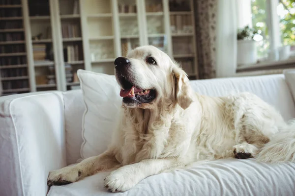 PET, pies odpoczynku na kanapie — Zdjęcie stockowe