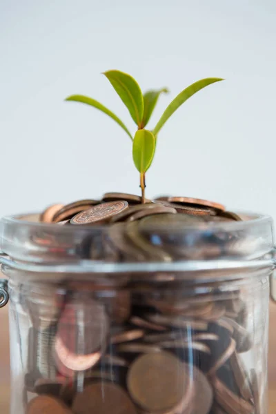 Plant growing out of coins jar — Stock Photo, Image