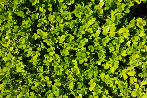 Крупный план зеленых растений — стоковое фото