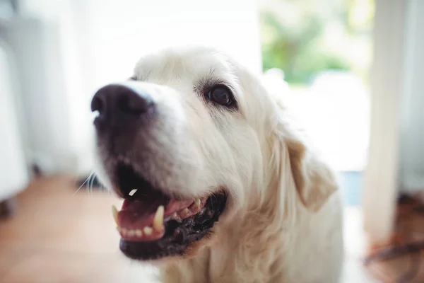 Домашняя собака — стоковое фото